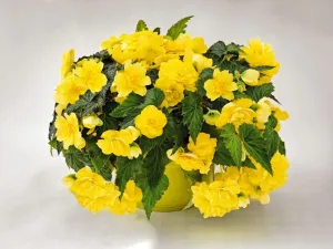 Begonia Tuberhybrida Nonstop Joy Flower Seeds