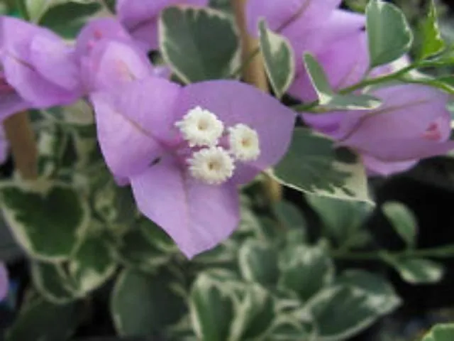 Bougainvillea Evita