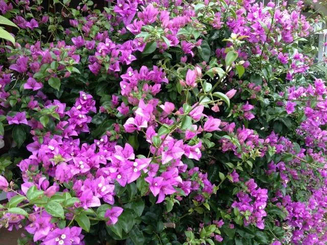 Bougainvillea Lilac Cascade - 85mm