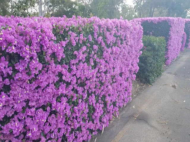 Bougainvillea Lilac Cascade - 85mm