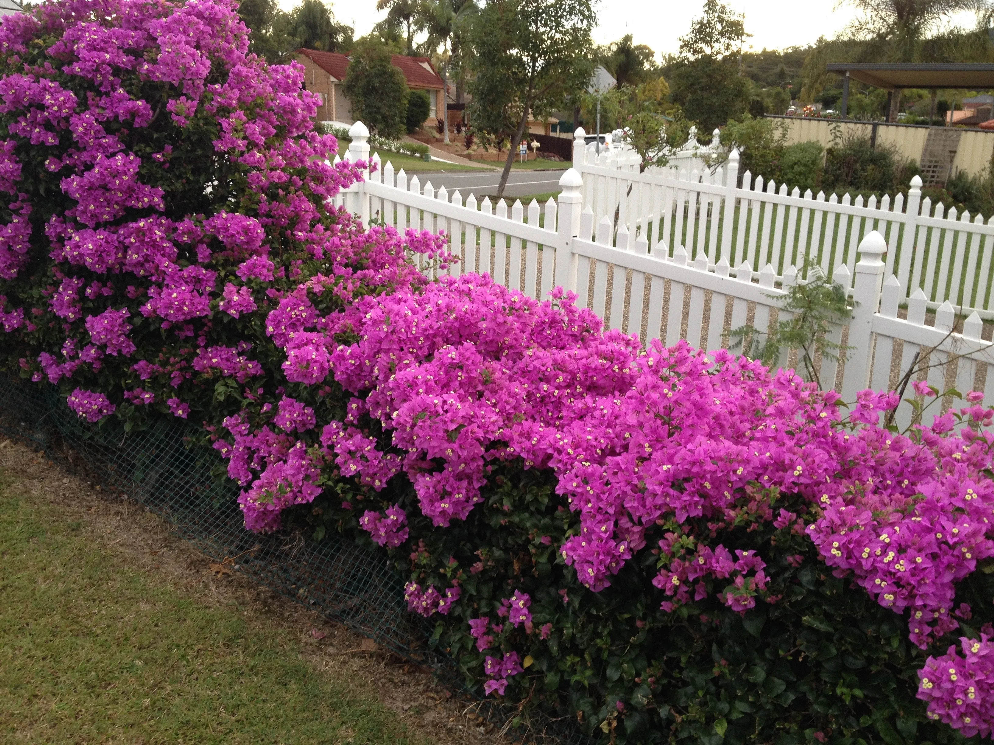 Bougainvillea Lilac Cascade - 85mm