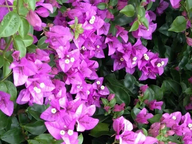 Bougainvillea Lilac Cascade - 85mm