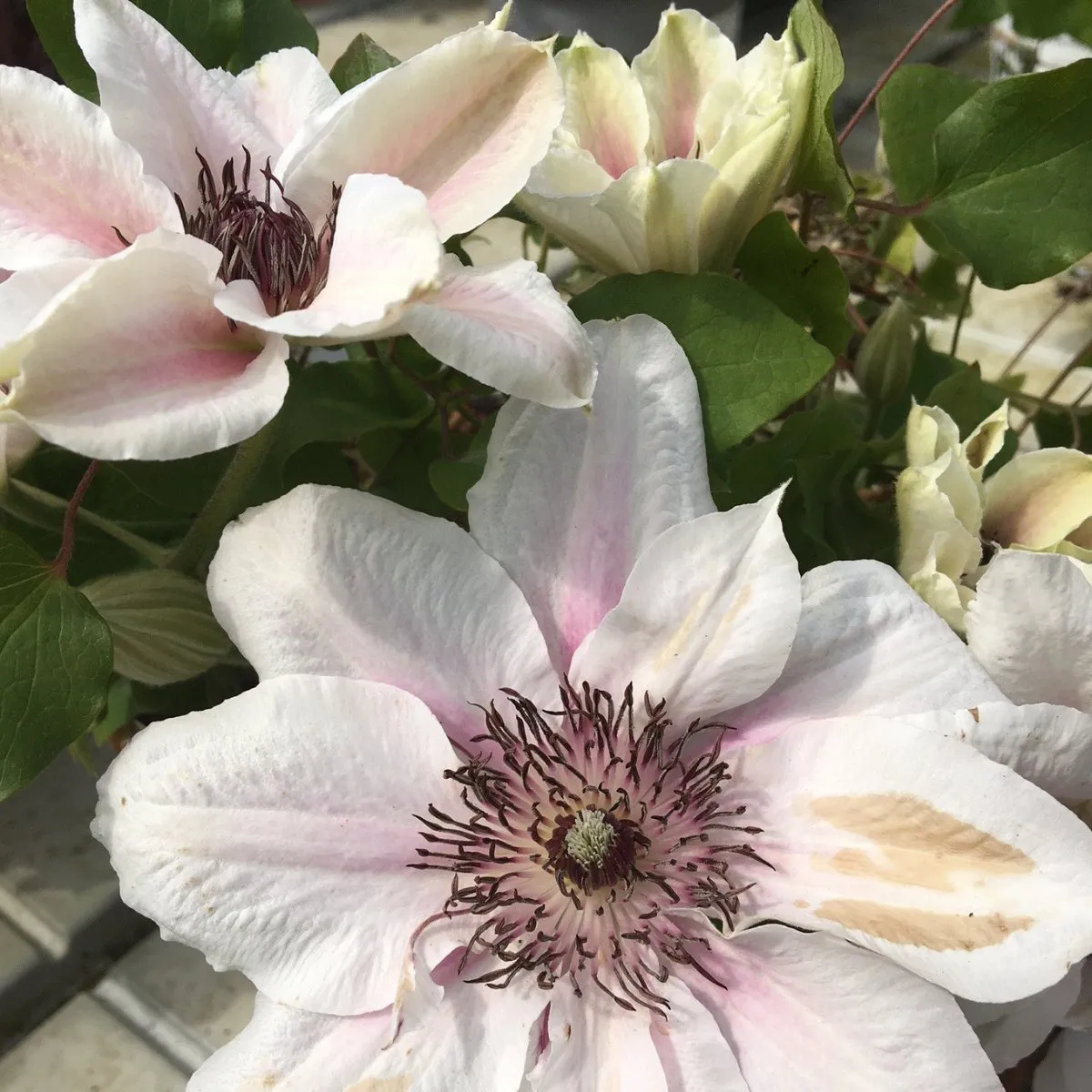 Clematis Tudor Patio Series - 3 litre