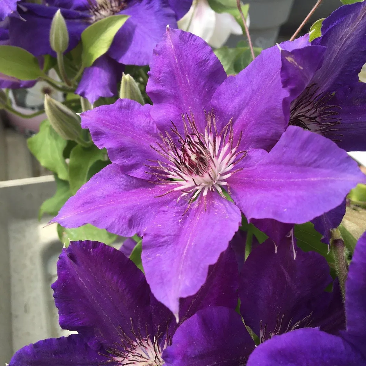 Clematis Tudor Patio Series - 3 litre