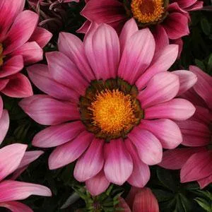 Gazania New Day Pink Shade Flower Seeds