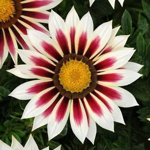 Gazania New Day Rose Stripe Flower Seeds