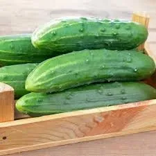 Heirloom Organic Spacemaster Bush-Type Cucumber Seeds