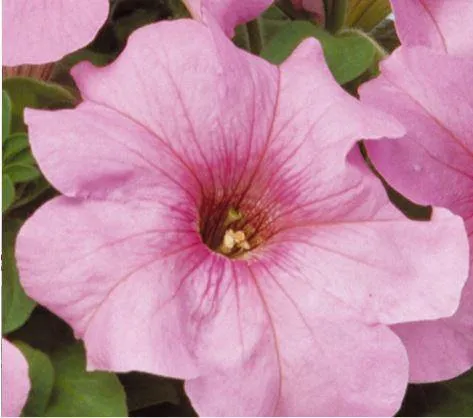 Petunia Single Gf. Eagle Pastel Pink Flower Seeds