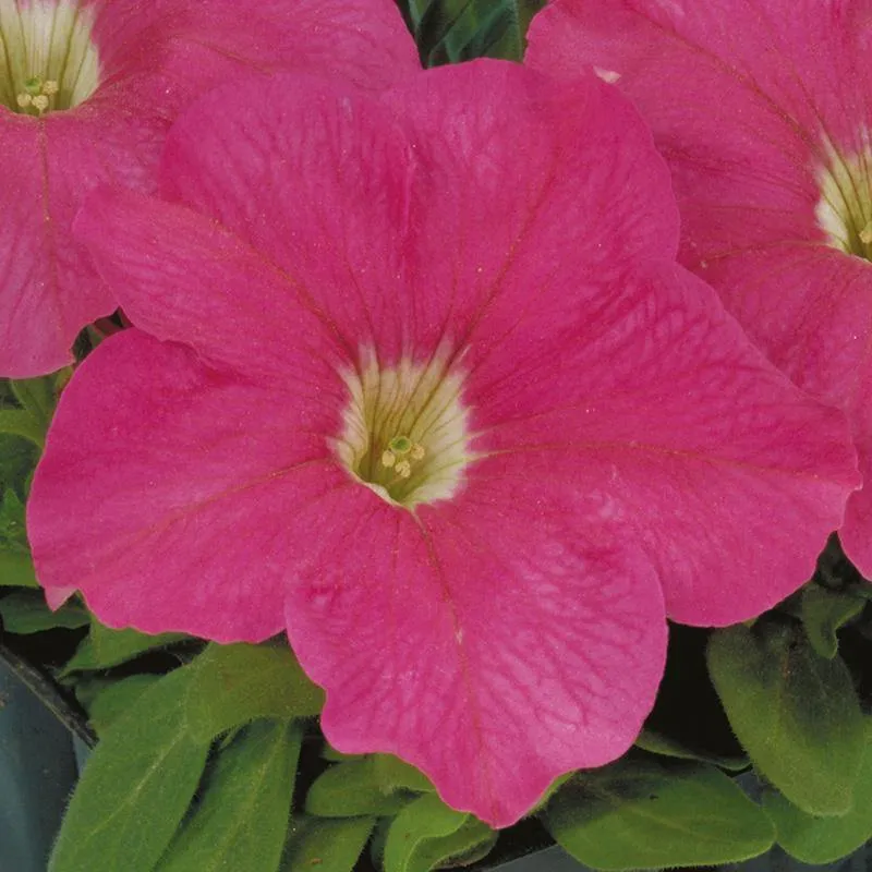 Petunia Single Gf. Eagle Pink Flower Seeds