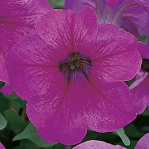 Petunia Single Gf. Eagle Plum Vein Flower Seeds