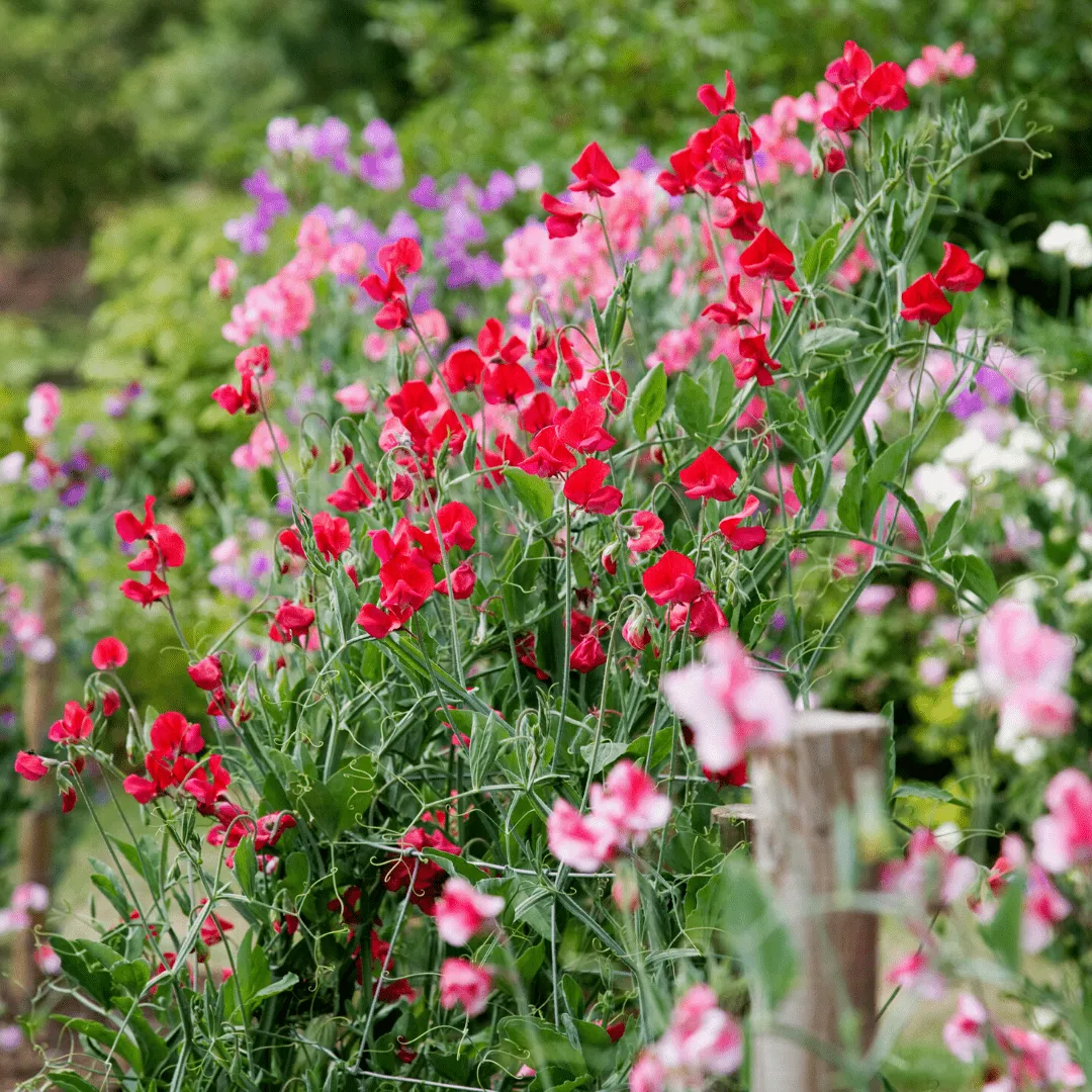 Sweet Peas Patio Mix Seeds | West Coast Seeds